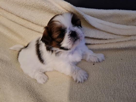 גורי שיצו ננסי מהממים, היפואלרגנים,