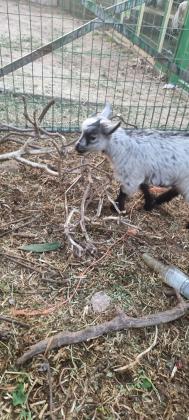 יש 3 עיזים ננסיות למכירה