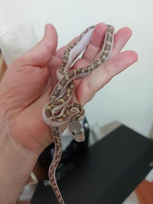 כרכני ליקריץ בני 8 חודשיםאוכלים