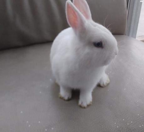 ארנב ננסי הולנדי לבן לגמרי
