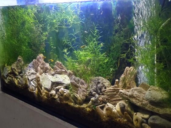 למכירה אקווריום מקצועי מיצור מיוחד