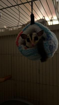 כיסנאי דואה/שוגר גליידר מתוק בן