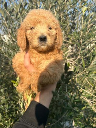 גורי לברדודל בכמה צבעים מתוקים