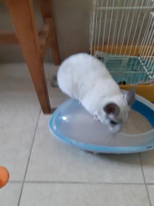 צ'ינצ'ילה לבנה, חמודה ויפה, בת