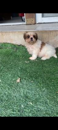 גור שיצו יפייפה נולד ב23