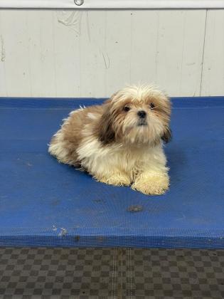 גורי שיצו זכר ונקבה מקסימים