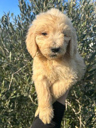 גורי לברדודל בכמה צבעים מתוקים