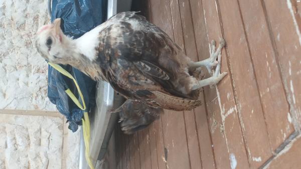 סרהמה / מלזי מקורי לרצינים בלבד