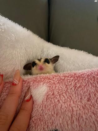 כיסנאי דואה/שוגר גליידר מתוק בן