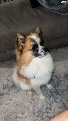 פומרניין מעורב עם שפיץ ,