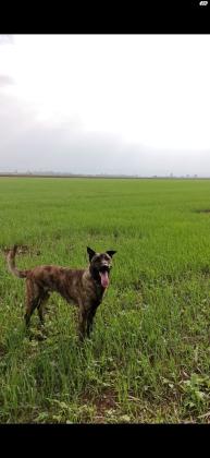 רועה הולנדי מעורב בן שנתיים