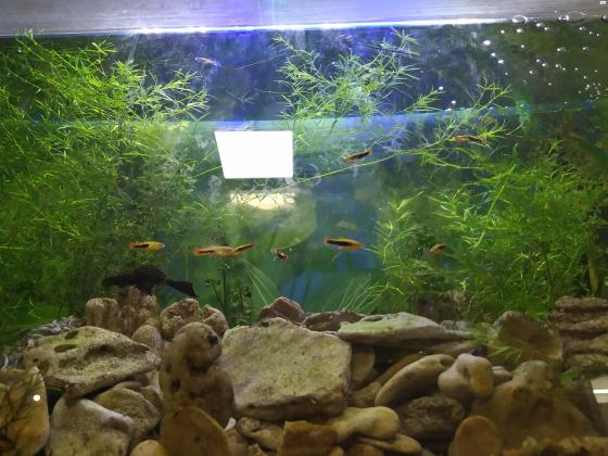 למכירה אקווריום מקצועי מיצור מיוחד