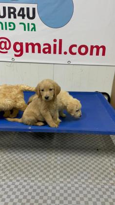 גורי לברדודל בכמה צבעים מתוקים