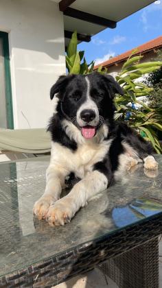 בורדר קולי מעורב בן 10