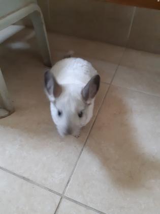 צ'ינצ'ילה לבנה, חמודה ויפה, בת