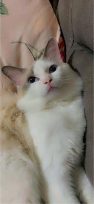 חתול רגדול עם ניסיון רב מזמין לזיווג