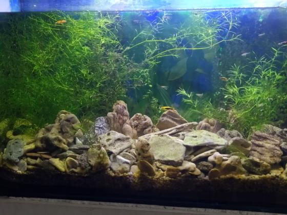 למכירה אקווריום מקצועי מיצור מיוחד