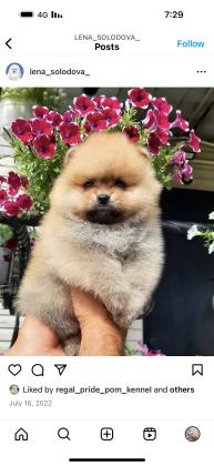 גורים פומרניין דובי