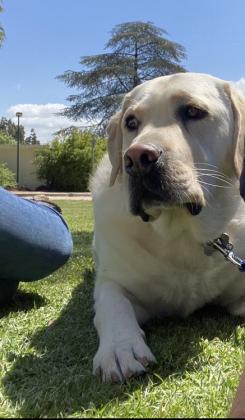 למכירה לברדור רטריבר גזעי בן