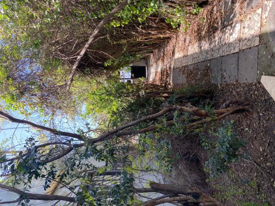 לודוויפול 8 (שפירא)