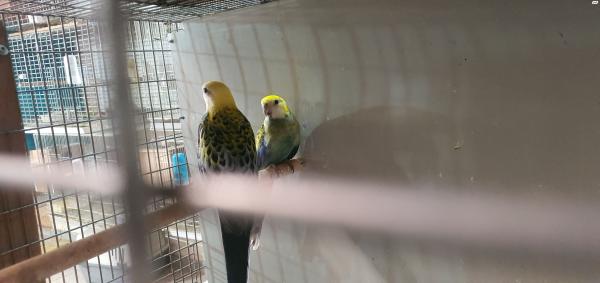 זוג רוזלה מילי בוגר