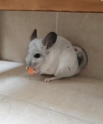 צ'ינצ'ילה לבנה, חמודה ויפה, בת