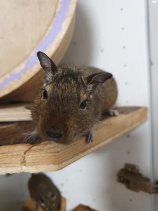 למכירה דגו (צינצילה מידברית)החיה חיה