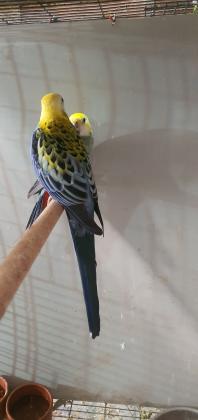 זוג רוזלה מילי בוגר