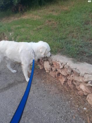 למסירה פירנאי בן שנתיים מתאים