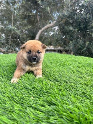 גורים מושלמים ומתוקיםםם!! באים לאחר
