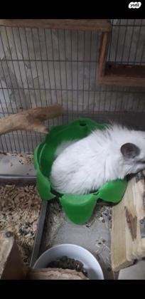 למכירה צינצילה זכר אנגורה לבן