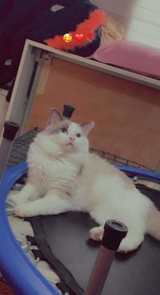 חתול רגדול עם ניסיון רב מזמין לזיווג