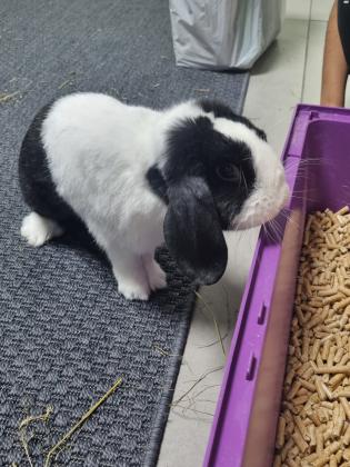 ארנב מיני לופ גזעי בן