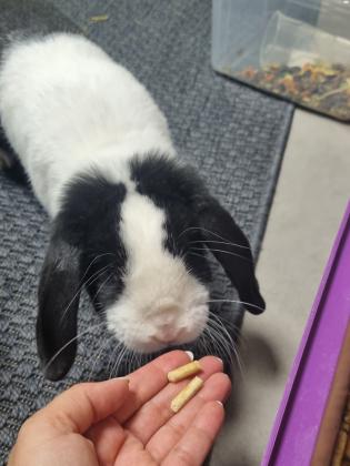 ארנב מיני לופ גזעי בן