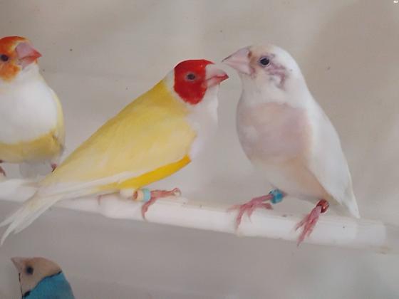 סילברים נשאי אינו לוטינו