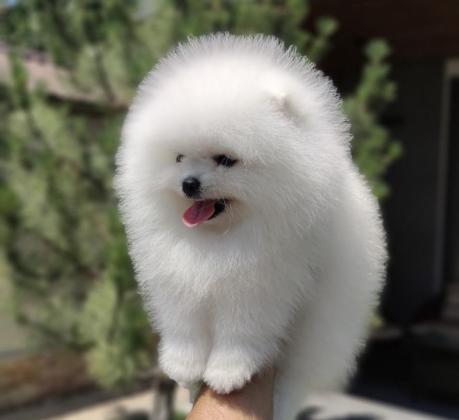 גורים פומרניין דובי