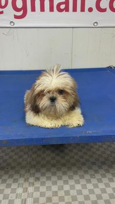 גורי שיצו זכר ונקבה מקסימים