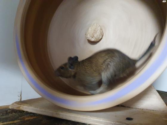 למכירה דגו (צינצילה מידברית)החיה חיה