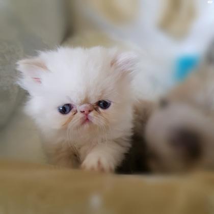 למכירה גור פרסי מקסים בן