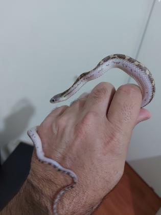 כרכני ליקריץ בני 8 חודשיםאוכלים