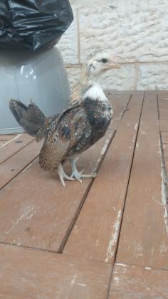 סרהמה / מלזי מקורי לרצינים בלבד