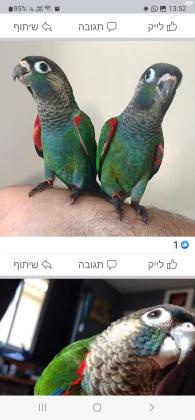 קוניור פרלי זוג מטובע בדוק