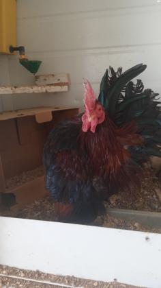 סרהמה / מלזי מקורי לרצינים בלבד