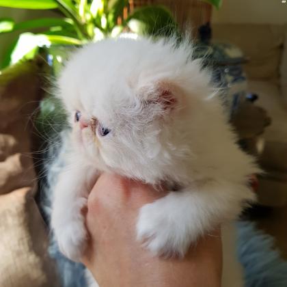 למכירה גור פרסי מקסים בן