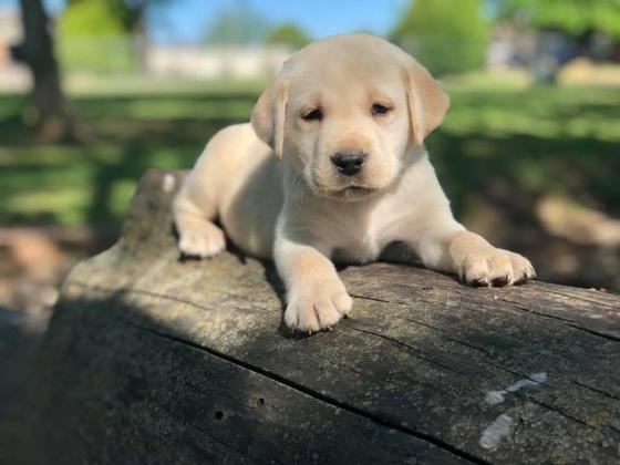 גורי לברדור פשוט וואוו ❤️❤️❤️