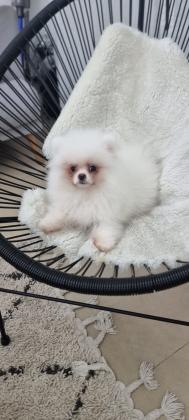 גורי פומרניין מתוקים וחמודים!!! יימסרו