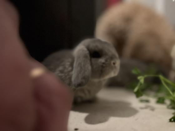למכירה גורי ארנבים מיני לופ