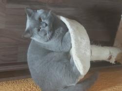 חתול בריטי אפור חתיך מזמין לזיווג