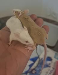 זוג עכברות ידידותיות להפליארגילות לליטו...