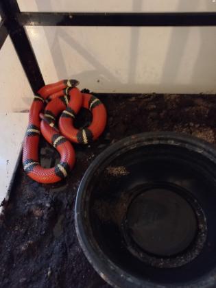 למכירה 8 זעמני אלמוגים מחיר